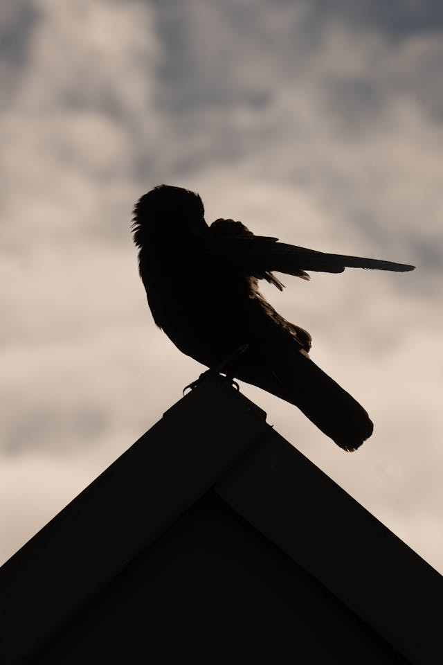 pexels-matt-r-314917881-31042362.jpg